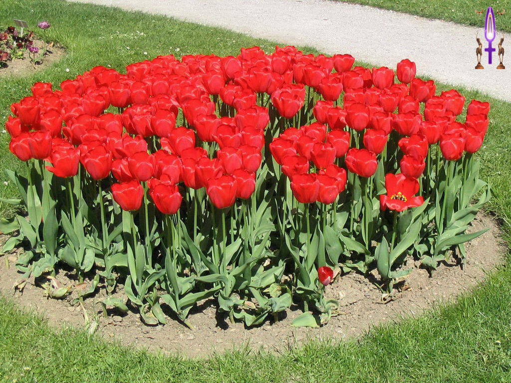 Croix de Lumière, Photo de la Série B No 3 