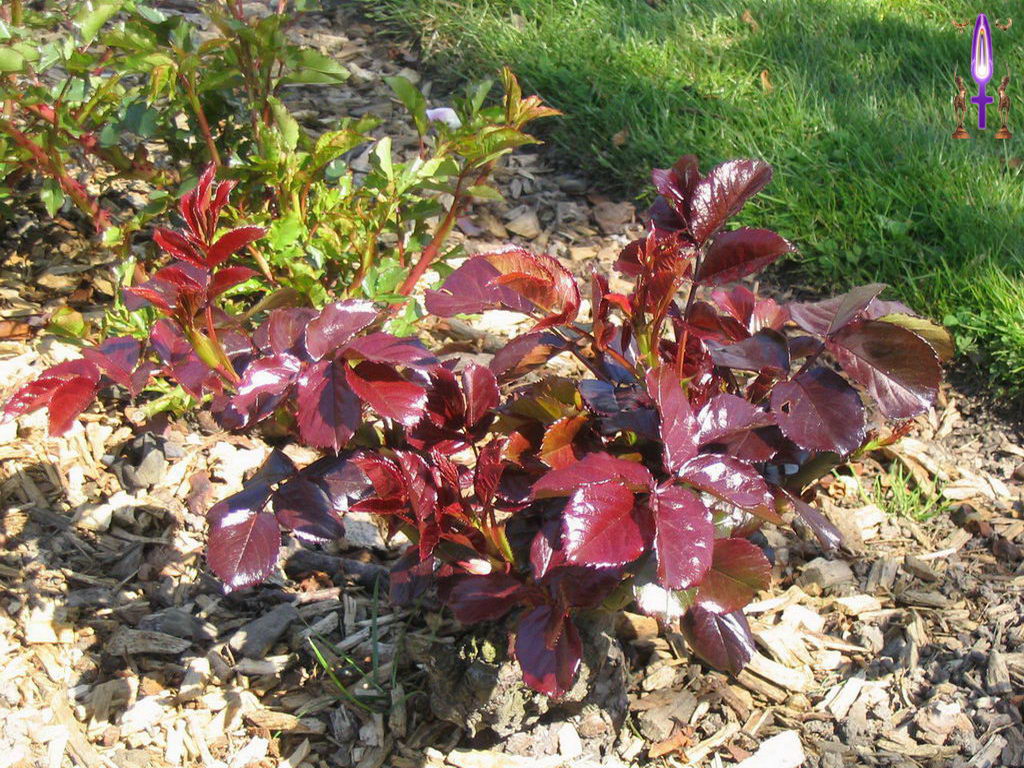 Croix de Lumière, Photo de la Série B No 6 