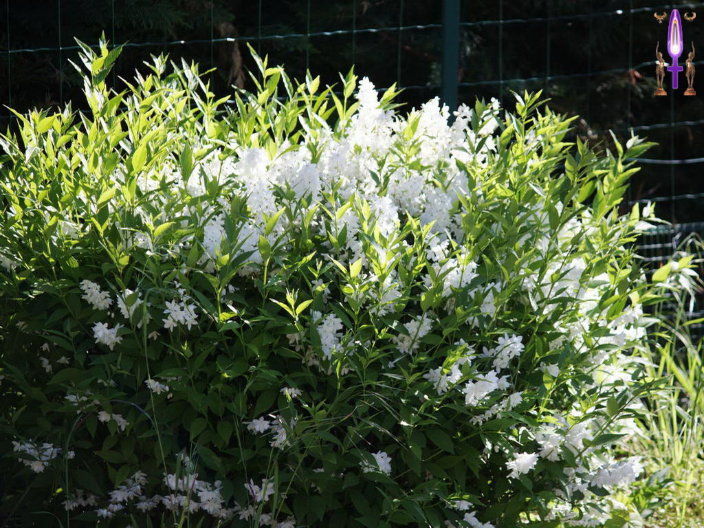 Croix de Lumière, Photo de la Série B No 13 