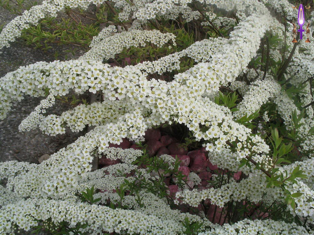 Croix de Lumière, Photo de la Série B No 14 