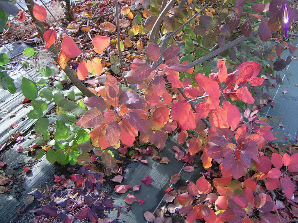 Croix de Lumière, Photo de la Série B No 17 