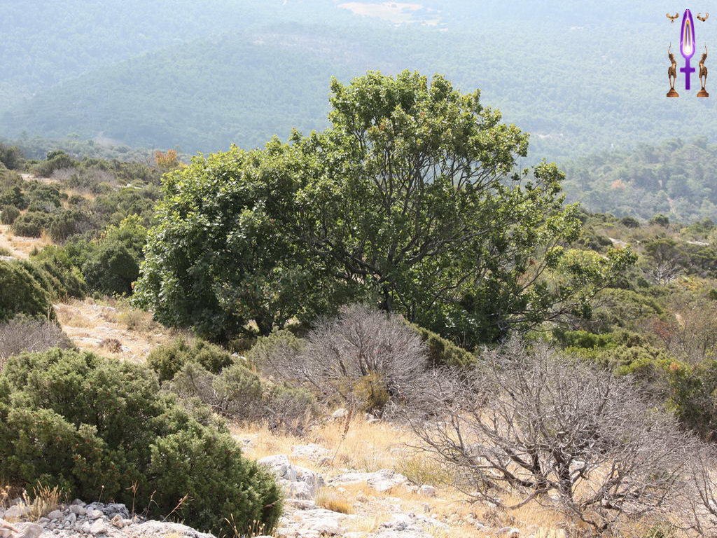 Croix de Lumière, Photo de la Série B No 19 