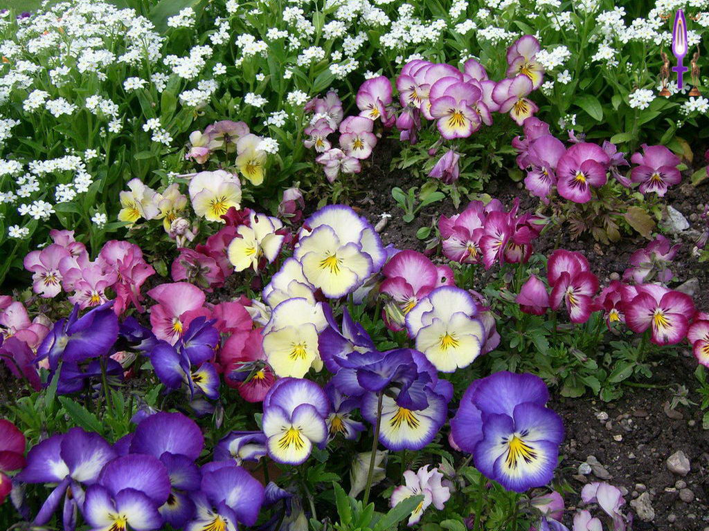 Croix de Lumière, Photo de la Série B No 20 