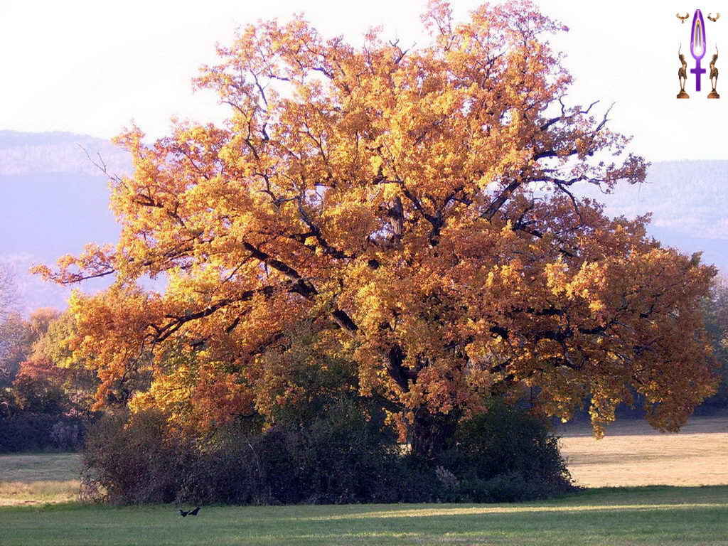 Croix de Lumière, Photo de la Série B No 22 