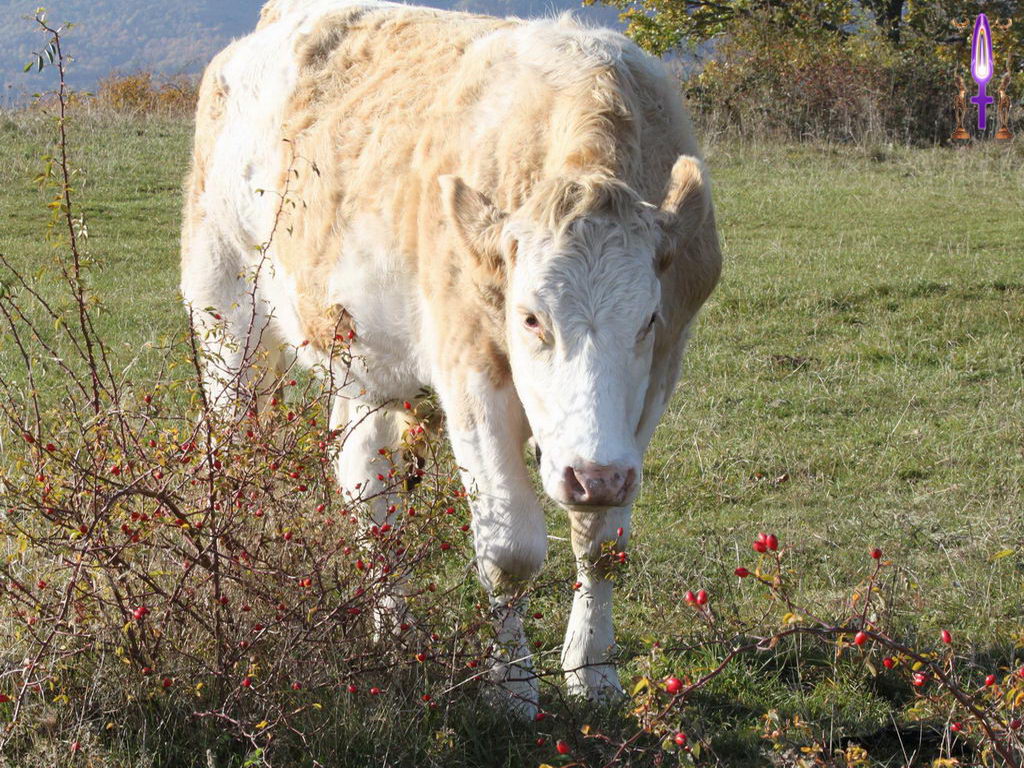 Croix de Lumière, Photo de la Série B No 28 