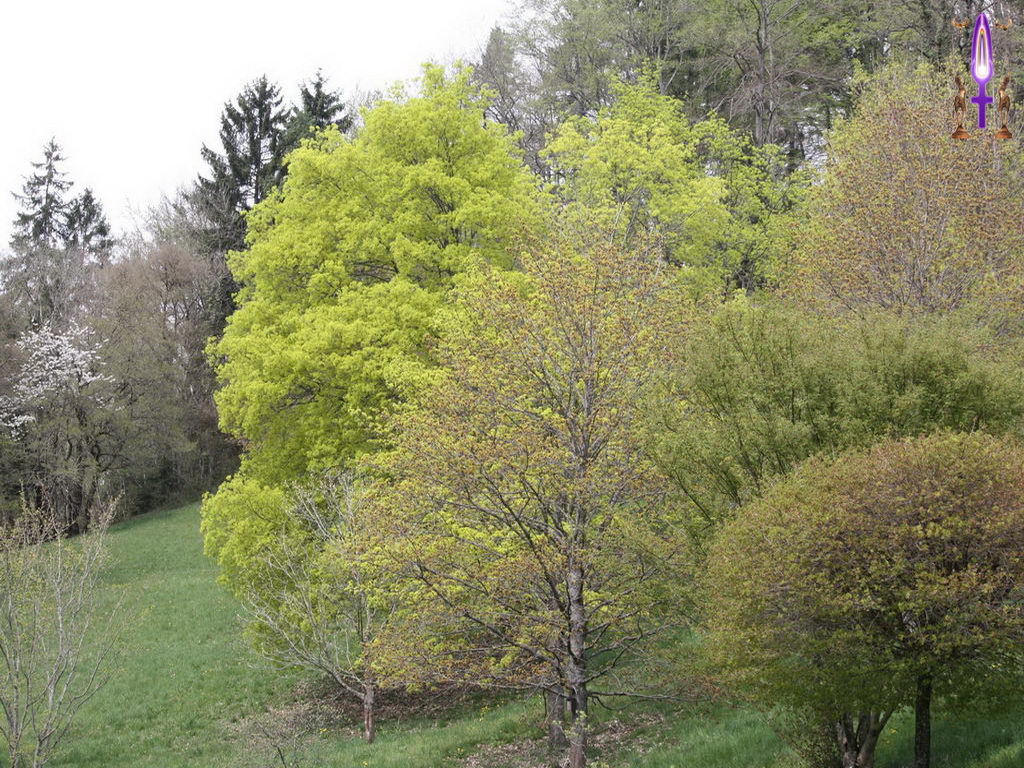 Croix de Lumière, Photo de la Série B No 33 