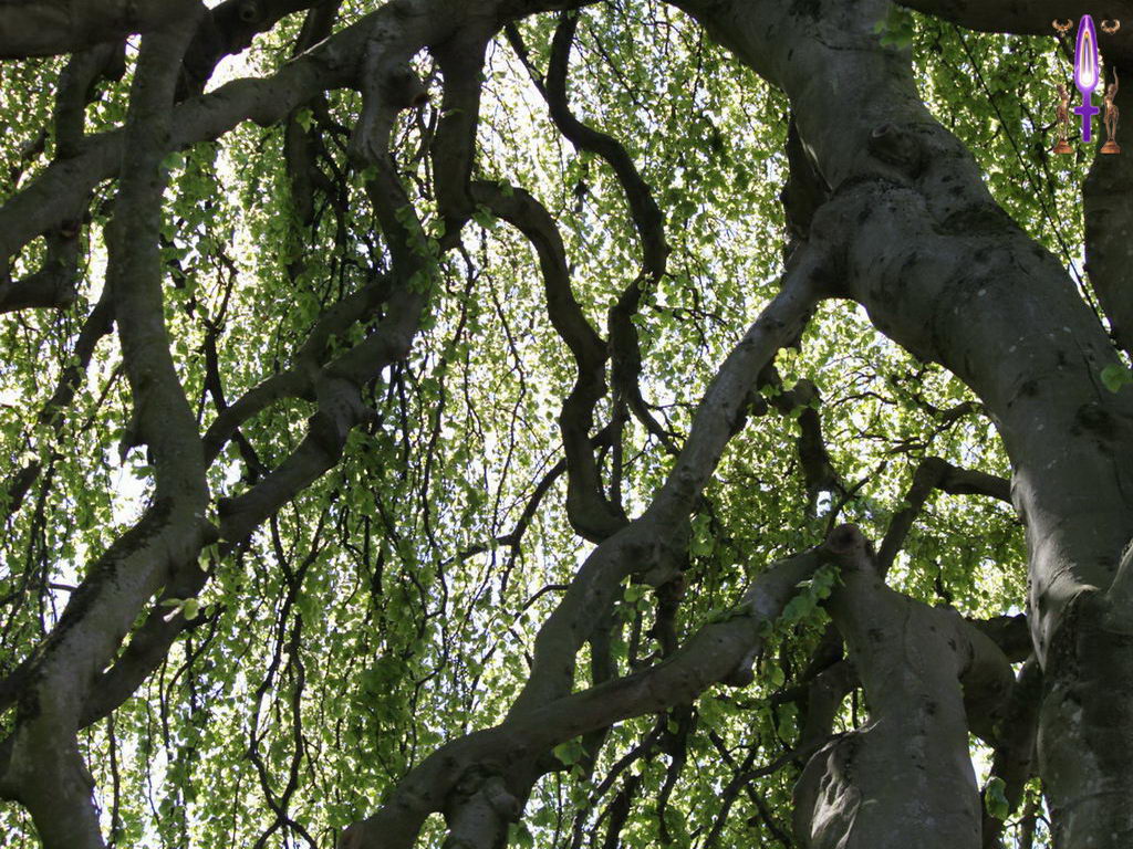Croix de Lumière, Photo de la Série B No 39 