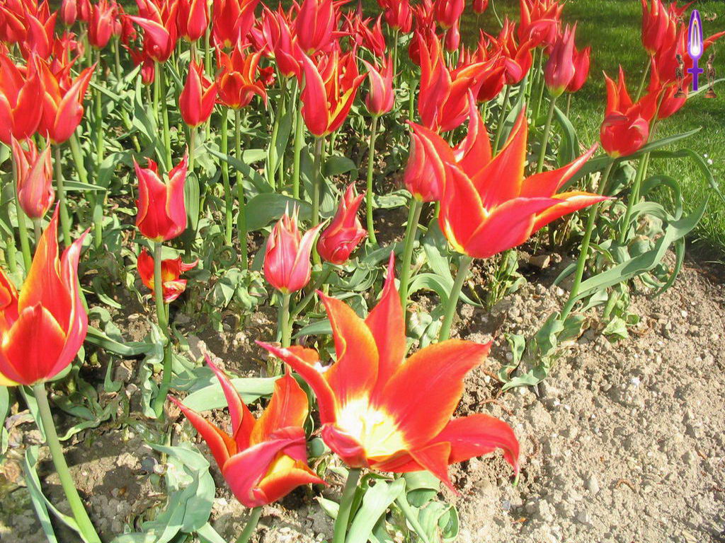 Croix de Lumière, Photo de la Série B No 56 