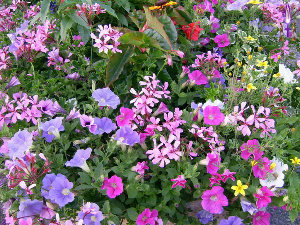 Croix de Lumière, Photo de la Série B No 59 