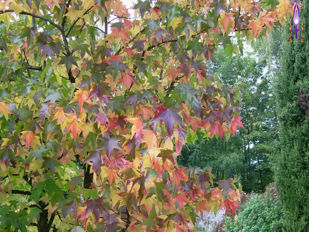 Croix de Lumière, Photo de la Série B No 65 