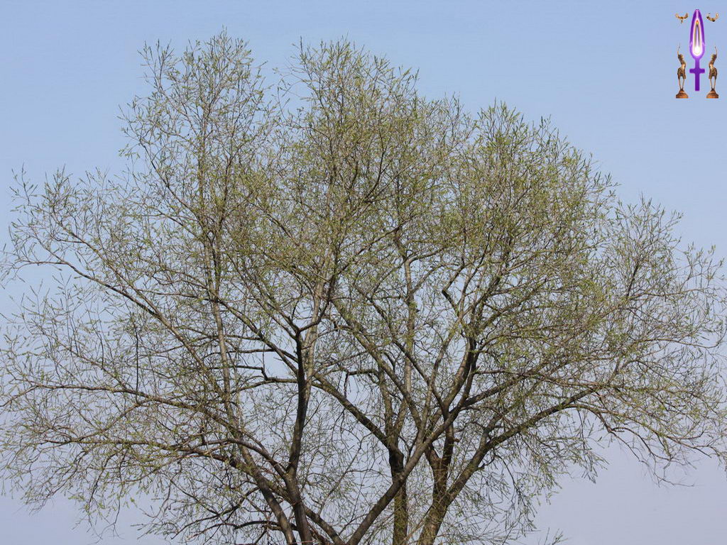 Croix de Lumière, Photo de la Série B No 69 