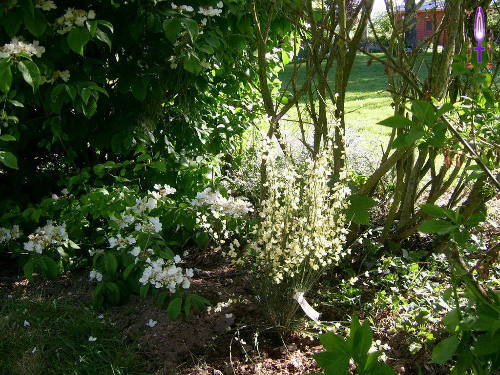 Croix de Lumière, Photo de la Série B No 010 