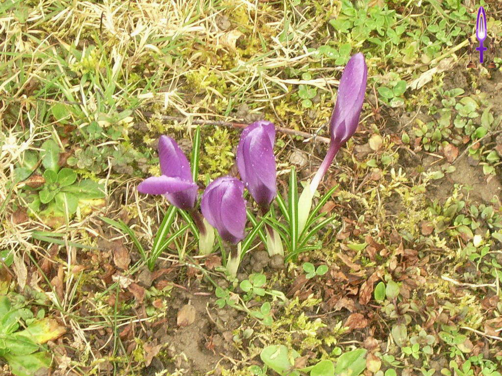 Croix de Lumière, Photo de la Série B No 81 