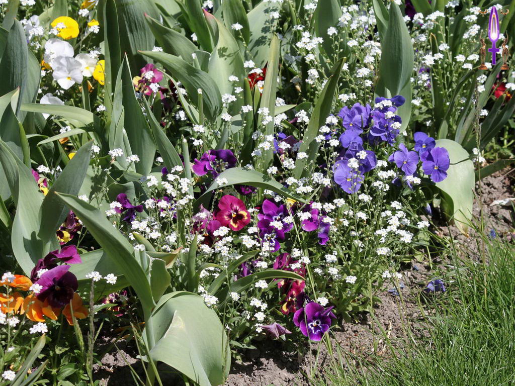 Croix de Lumière, Photo de la Série B No 85 
