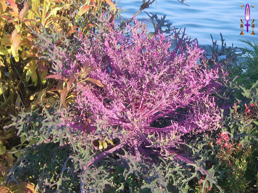 Croix de Lumière, Photo de la Série B No 090 