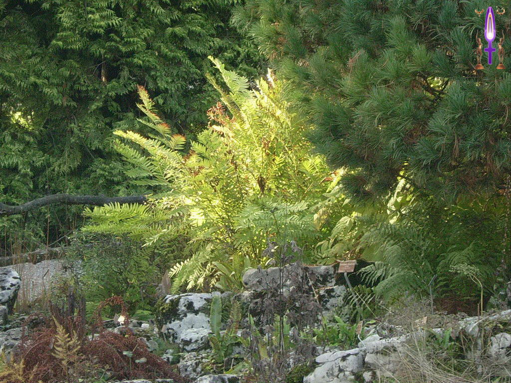 Croix de Lumière, Photo de la Série B No 94 