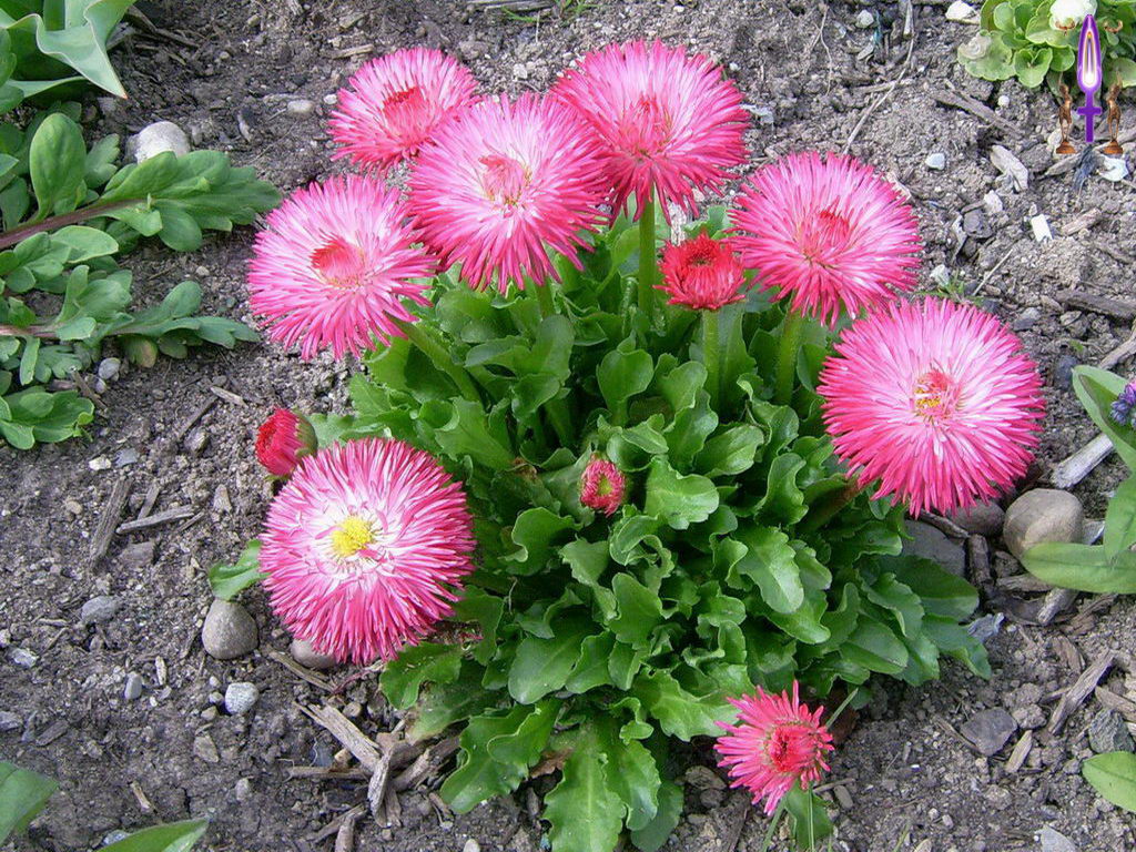 Croix de Lumière, Photo de la Série B No 95 