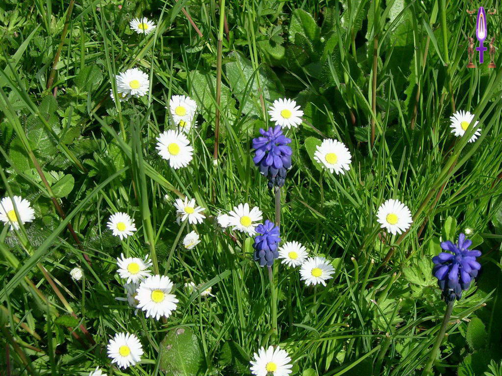Croix de Lumière, Photo de la Série B No 97 