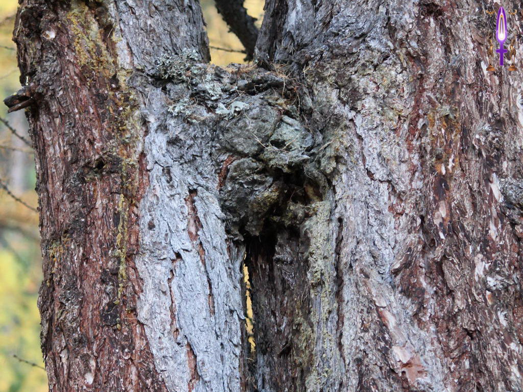 Croix de Lumière, Photo de la Série B No 100 