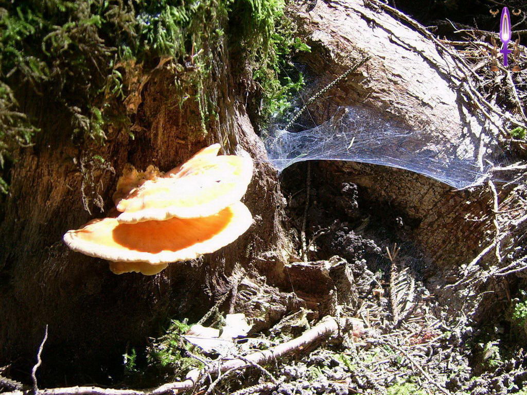 Croix de Lumière, Photo de la Série B No 103 