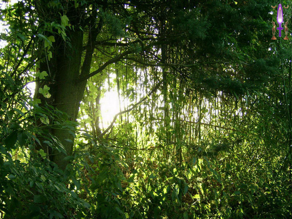 Croix de Lumière, Photo de la Série B No 106 