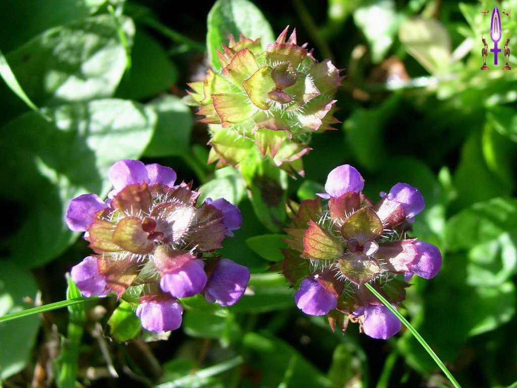 Croix de Lumière, Photo de la Série C No 1 