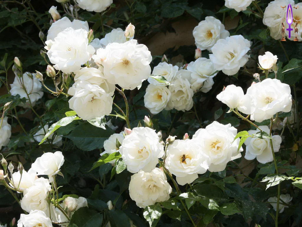 Croix de Lumière, Photo de la Série C No 3 