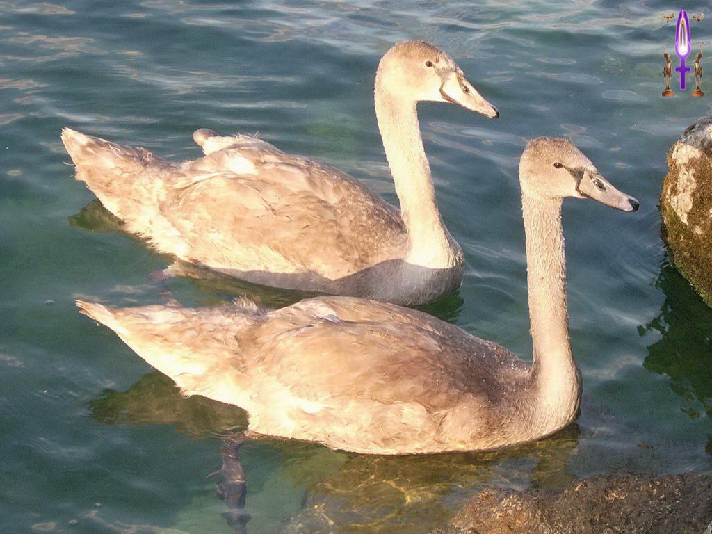 Croix de Lumière, Photo de la Série C No 5 