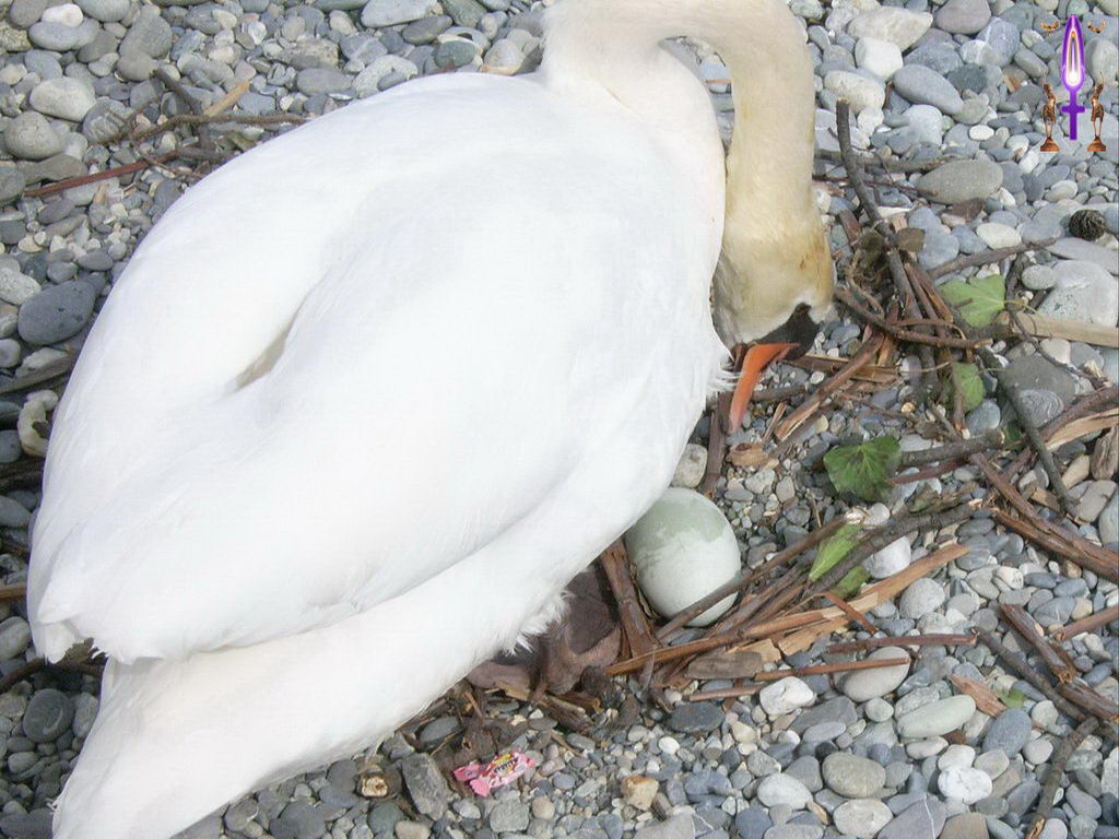 Croix de Lumière, Photo de la Série C No 6 