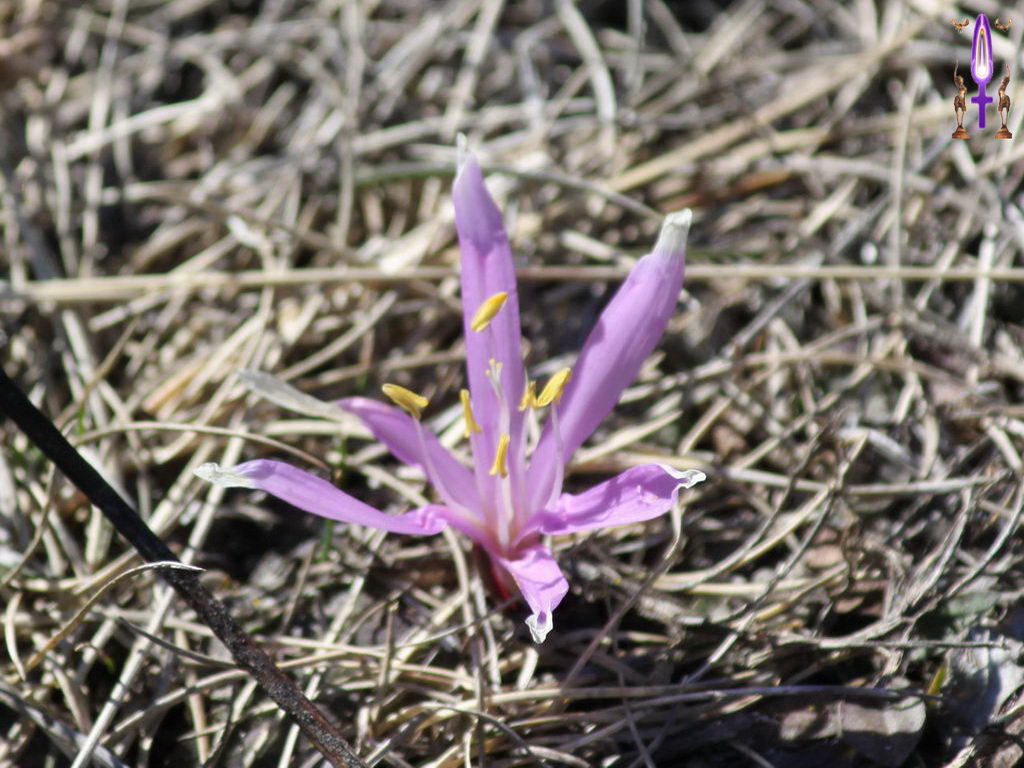 Croix de Lumière, Photo de la Série C No 7 