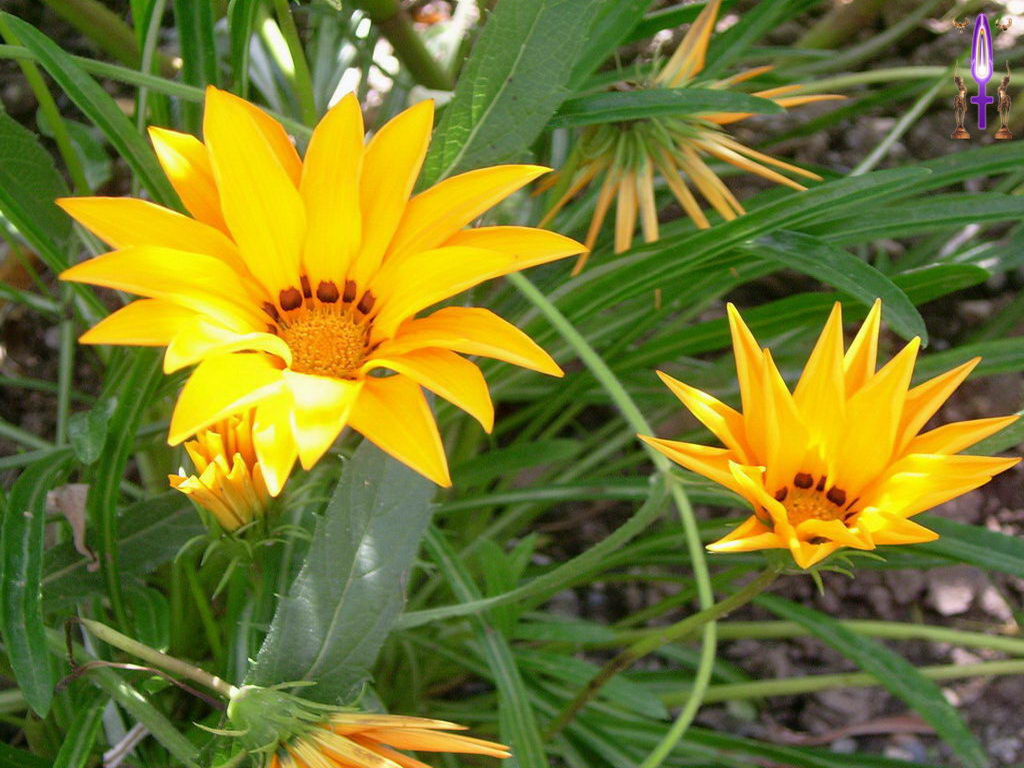 Croix de Lumière, Photo de la Série C No 12 