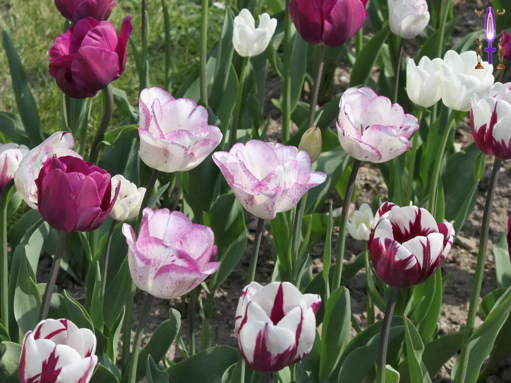 Croix de Lumière, Photo de la Série C No 14 