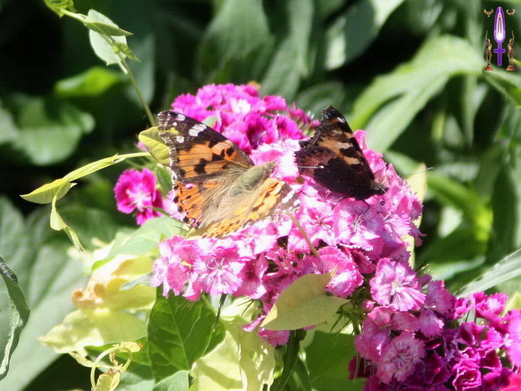Croix de Lumière, Photo de la Série C No 16 