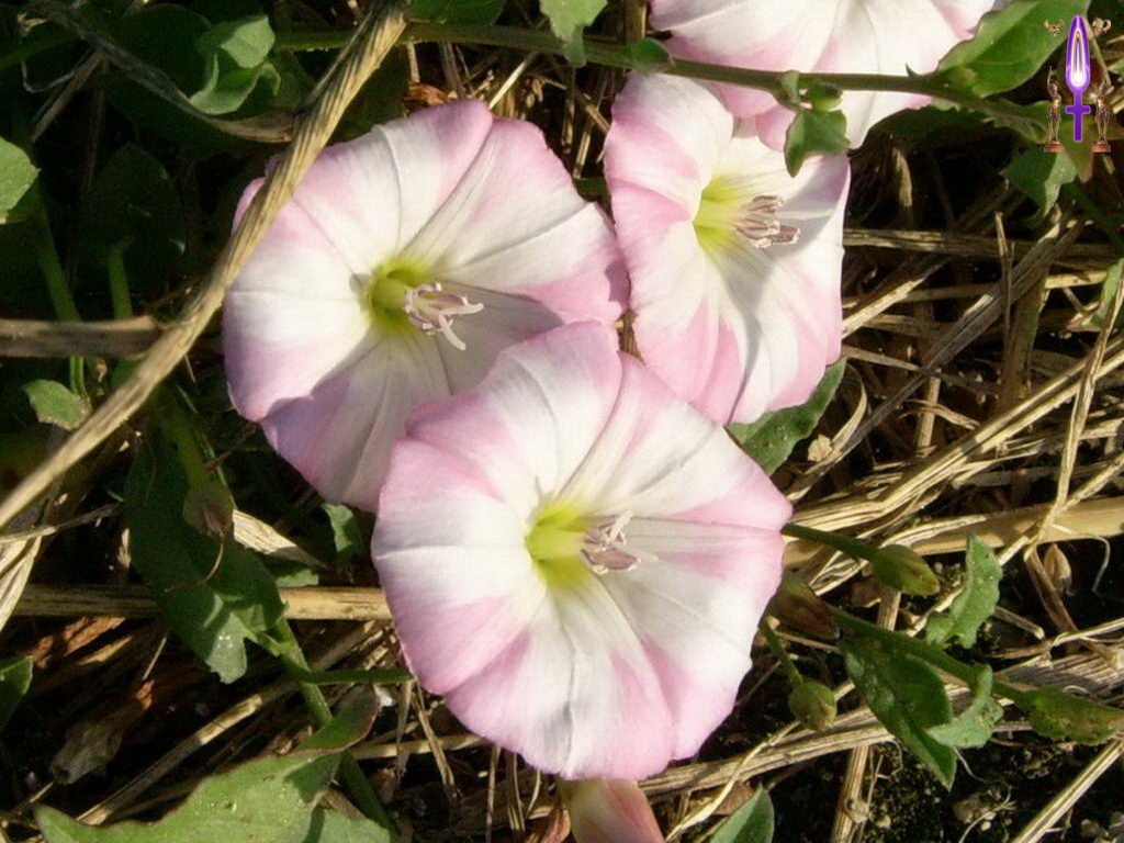 Croix de Lumière, Photo de la Série C No 19 