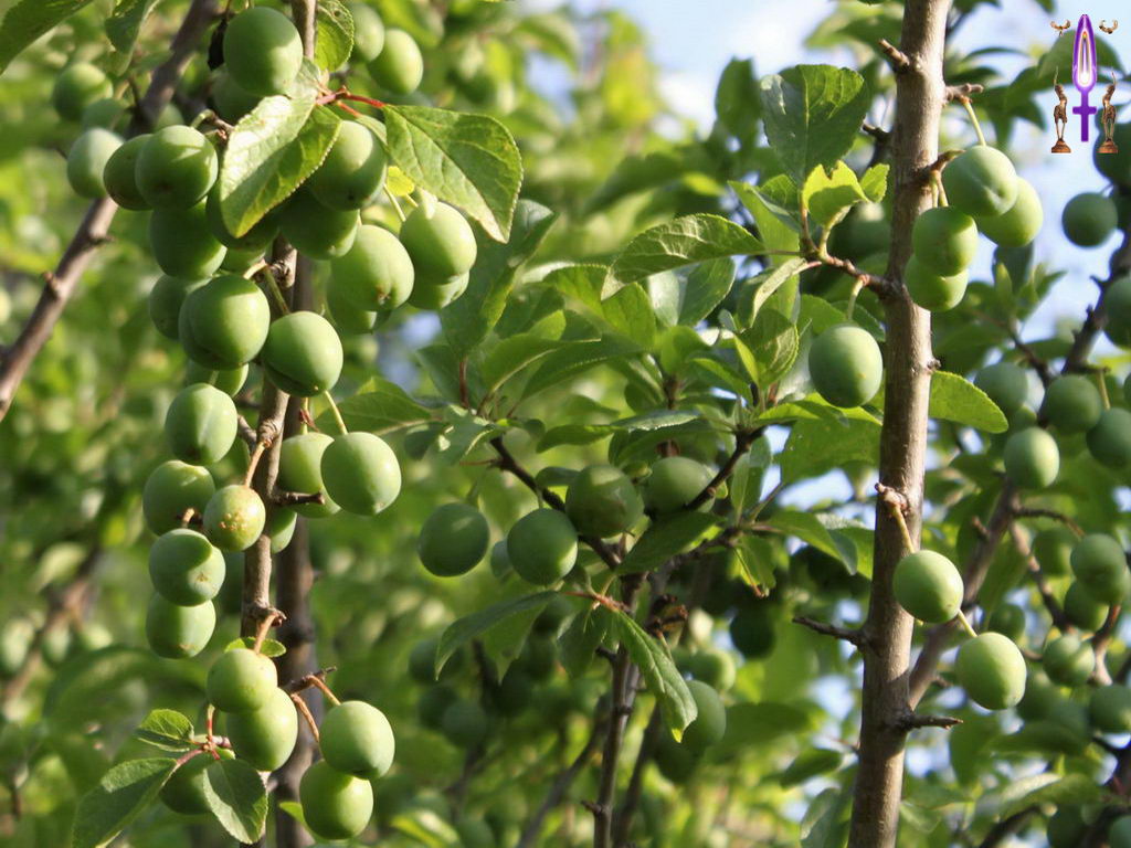 Croix de Lumière, Photo de la Série C No 20 