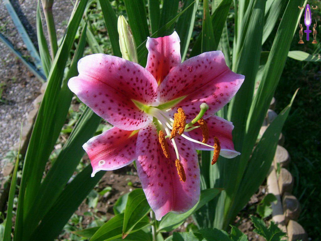 Croix de Lumière, Photo de la Série C No 23 