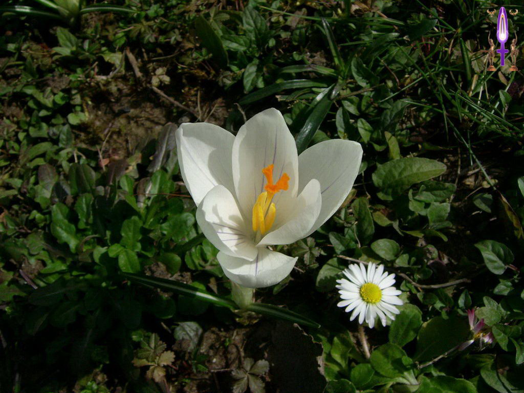 Croix de Lumière, Photo de la Série C No 26 