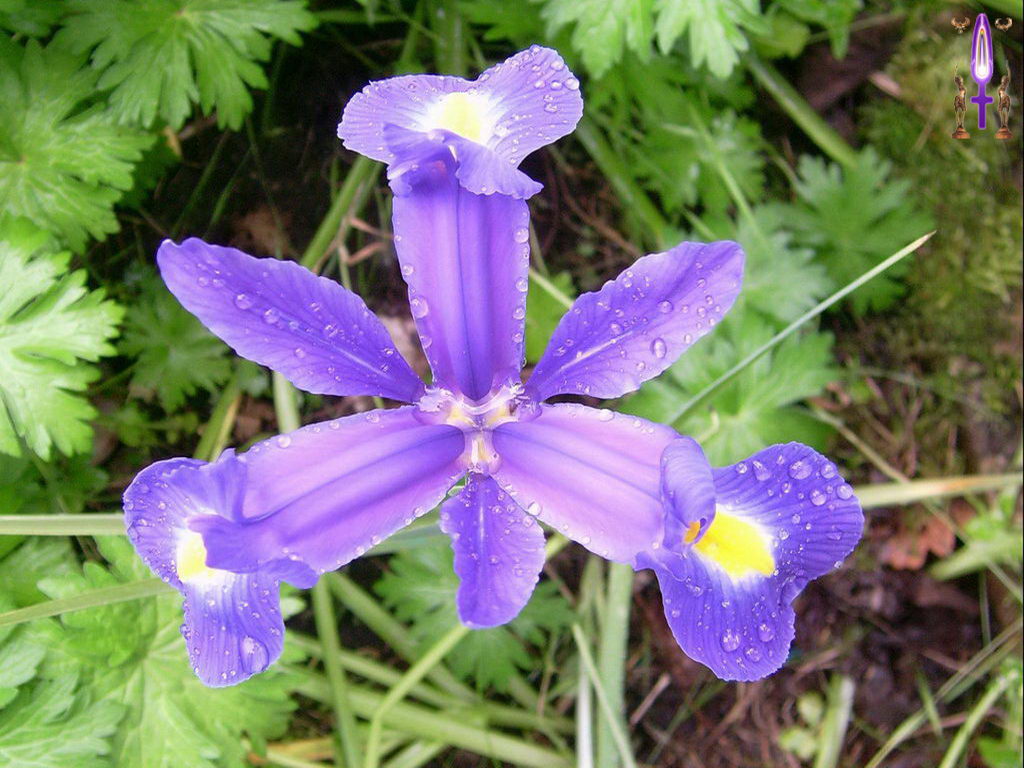 Croix de Lumière, Photo de la Série C No 27 