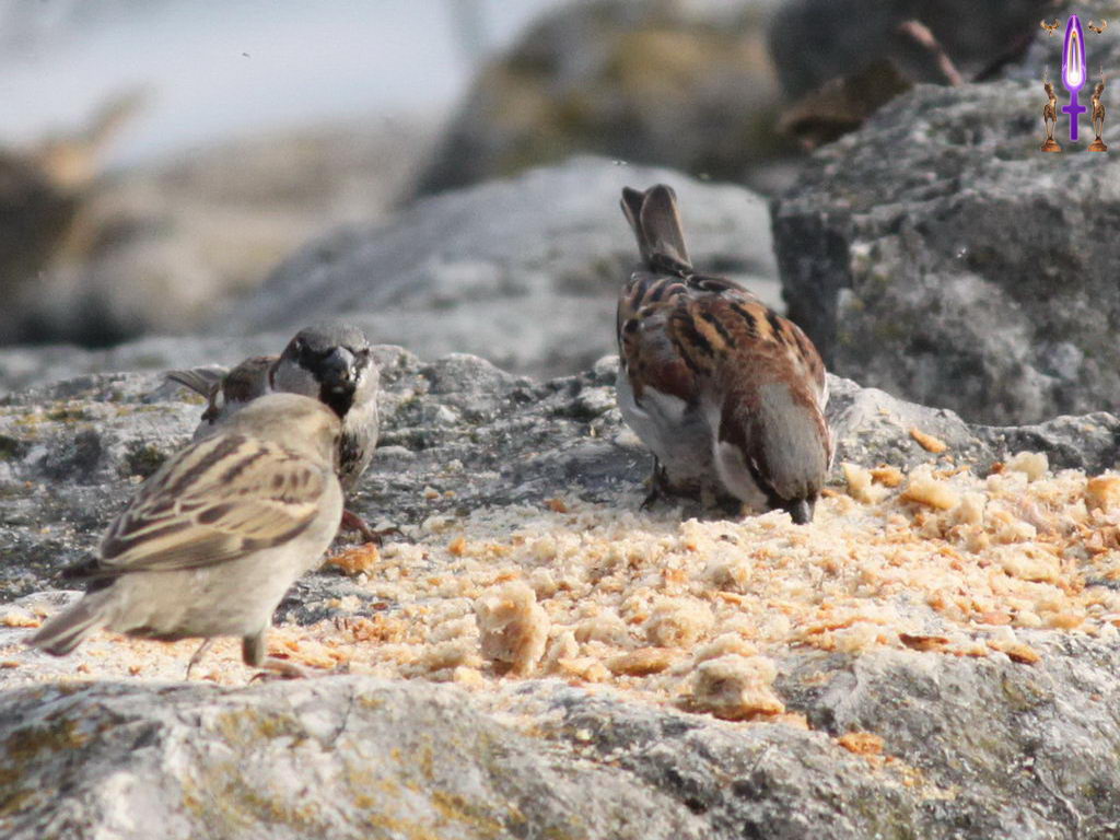 Croix de Lumière, Photo de la Série C No 31 