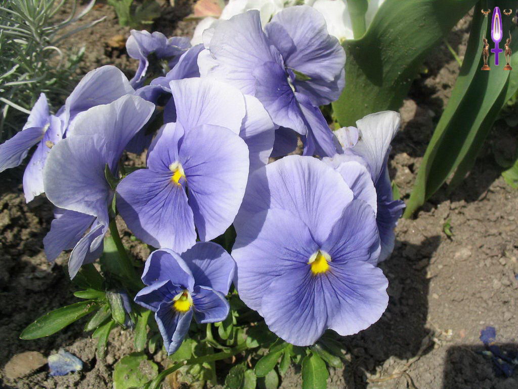 Croix de Lumière, Photo de la Série C No 32 