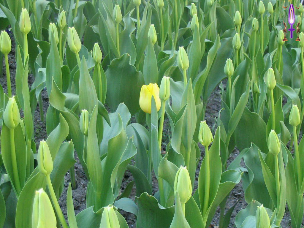Croix de Lumière, Photo de la Série C No 33 