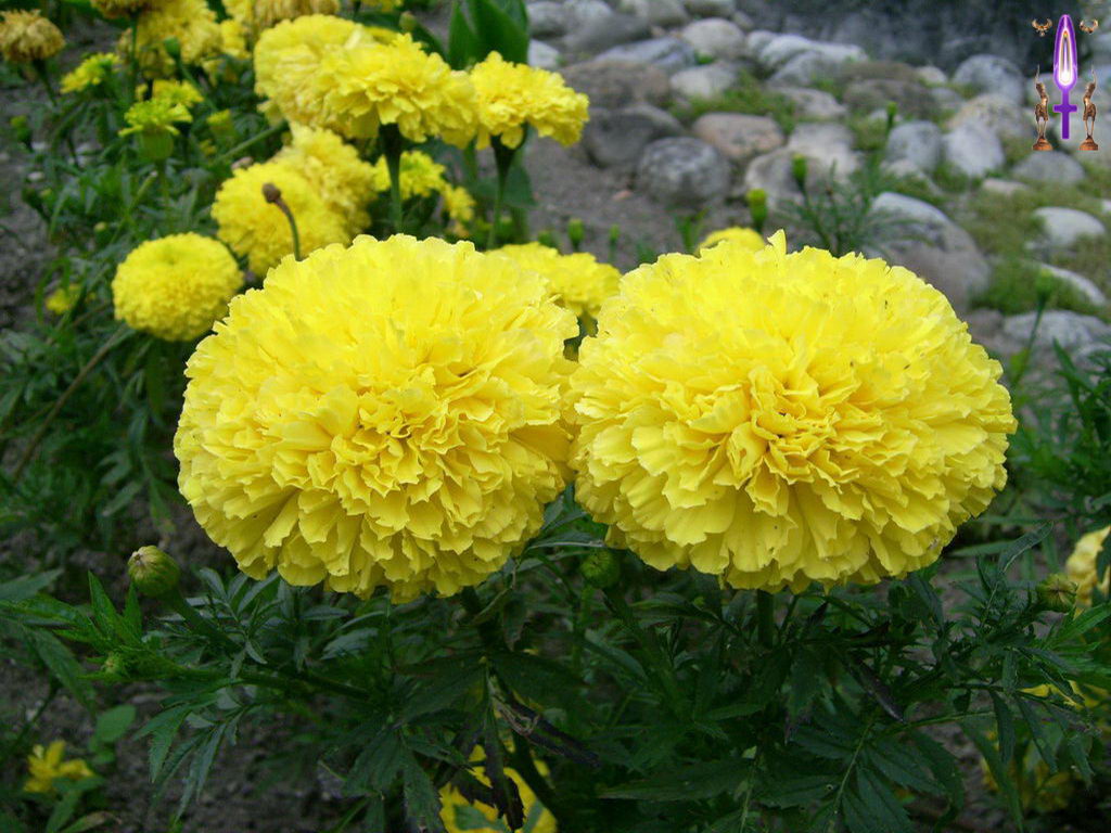 Croix de Lumière, Photo de la Série C No 36 