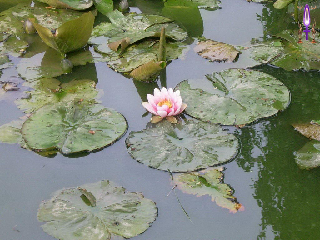 Croix de Lumière, Photo de la Série C No 37 