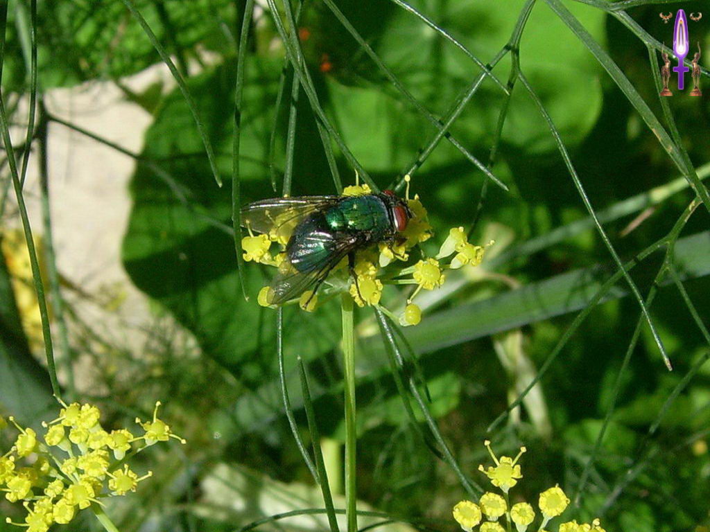 Croix de Lumière, Photo de la Série C No 38 