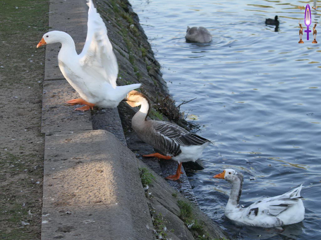 Croix de Lumière, Photo de la Série C No 39 