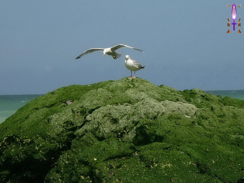 Croix de Lumière, Photo de la Série C No 41 