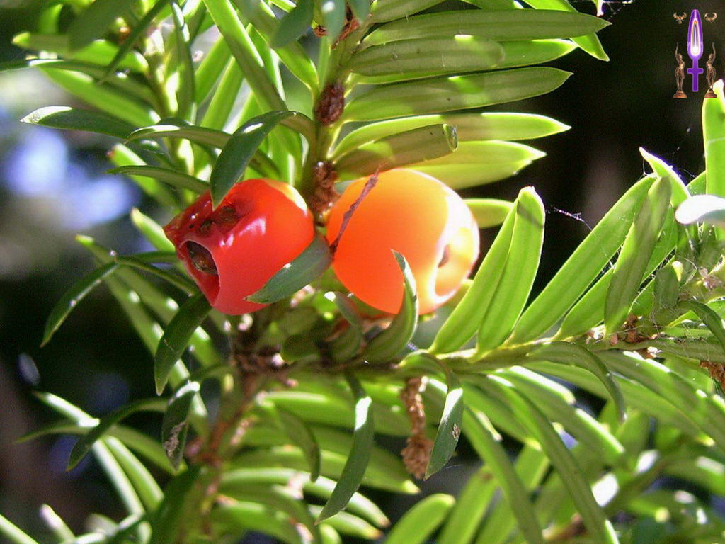 Croix de Lumière, Photo de la Série C No 42 