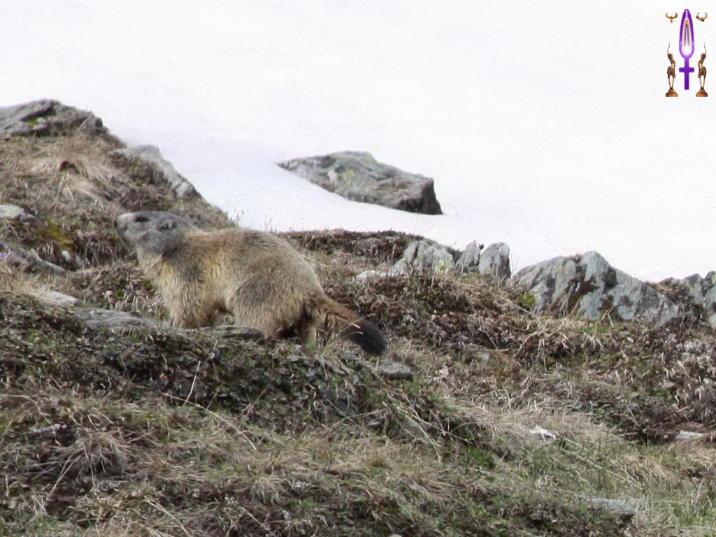 Croix de Lumière, Photo de la Série C No 43 