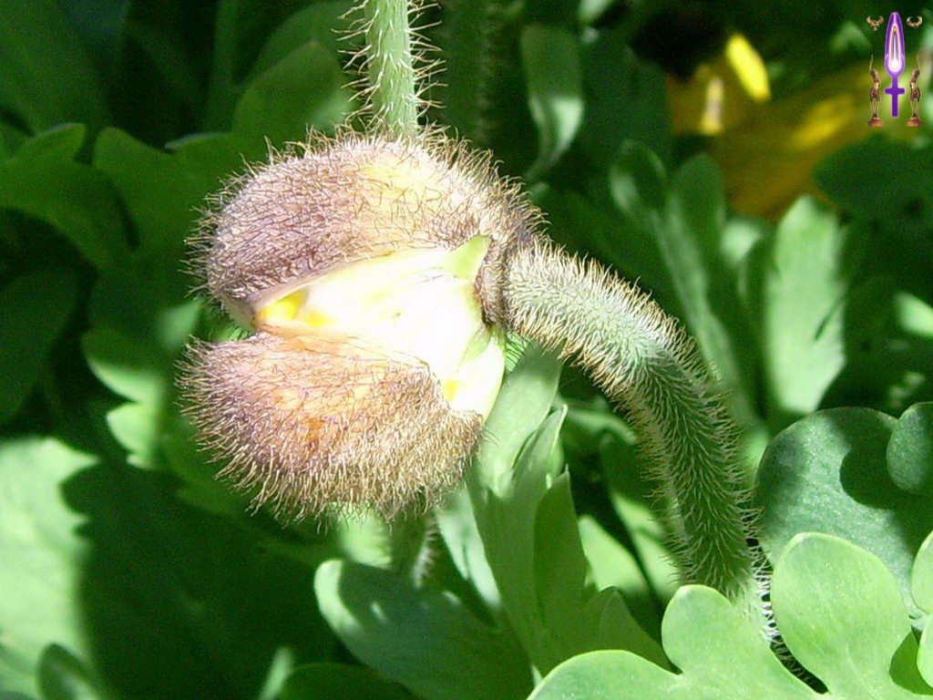 Croix de Lumière, Photo de la Série C No 44 