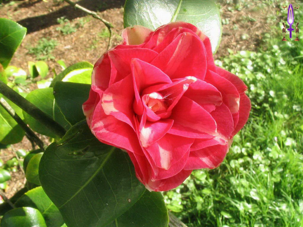 Croix de Lumière, Photo de la Série C No 45 